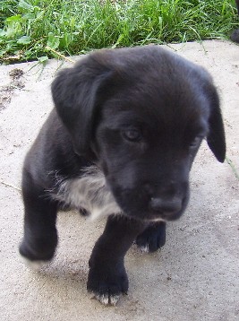 The black and white boy puppy