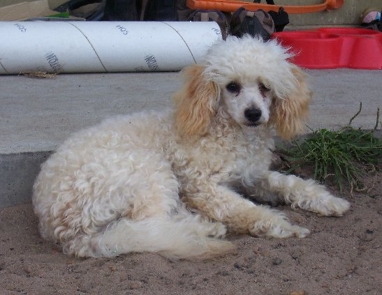 Honey clipped and a bit older