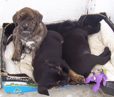 Three puppies
