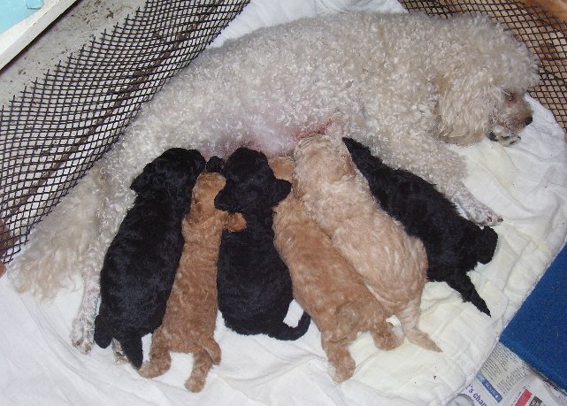 Chloe plus puppies