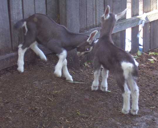 Crys' and Bonnie fighting at a week old