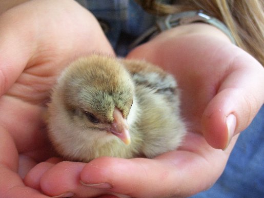 A gorgeous little Silver Pencilled Wyandotte pullet chick