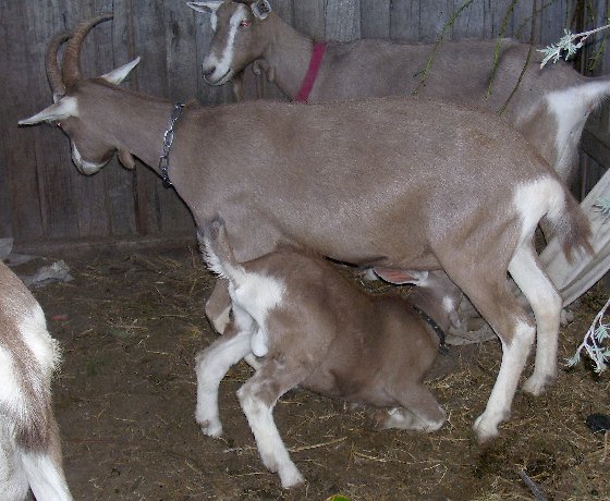 Bella feeding Tauphan