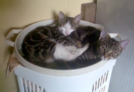 Sally and Corps in the clothes basket