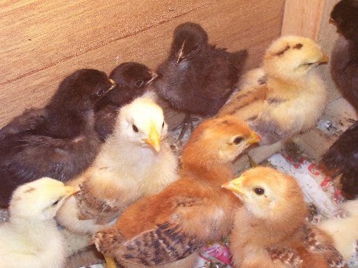 Chicks in the Brooder Box