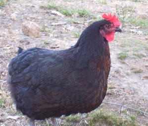 Good Guy, (Goodguyonwy) the best crazily cute chook ever!