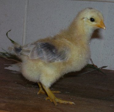 Taddy at about a week old
