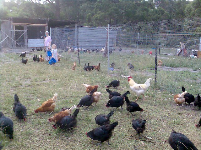 Our flock of chooks more than a year ago