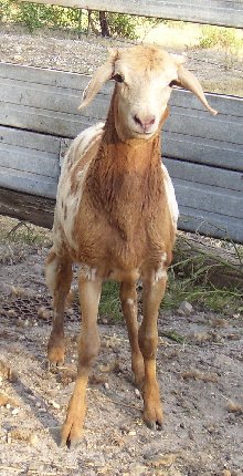 Caramel when she was still wild