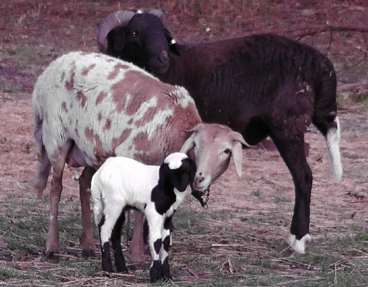 The family group on the day Spookara was born