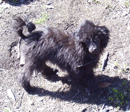 Bakana as a scruffy baby
