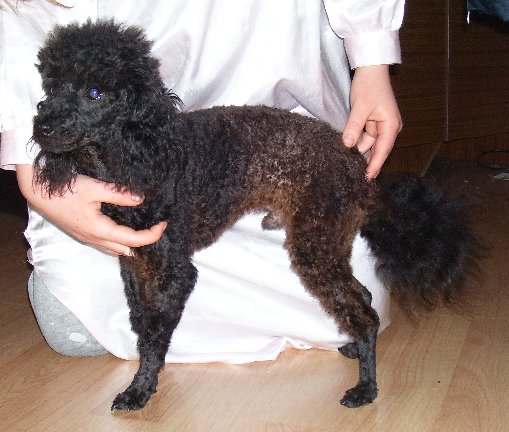 Bakana as a year-old, after his first two litters were born