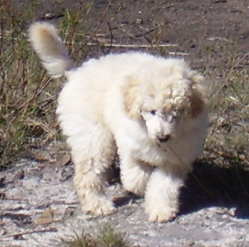 Fat and fluffy Prairie