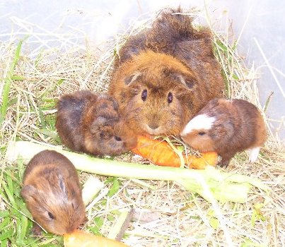 Adelaide and three of her four original bubs