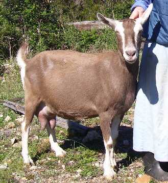 Midgee in summer coat in the paddock in about October 2006