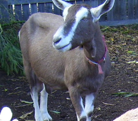 An out-of-focus photo of Midgee