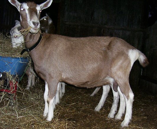Midgee in winter coat after kidding