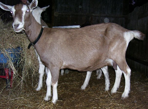 Midgee at 8 years old