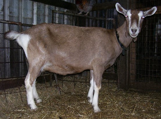 Midgee after kidding at 8 years old