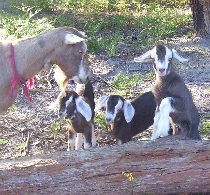 Ginger, Lassie, Tam and Trump