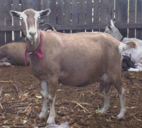Ginger standing in the goat yard