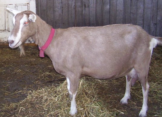 Ginger at five years old
