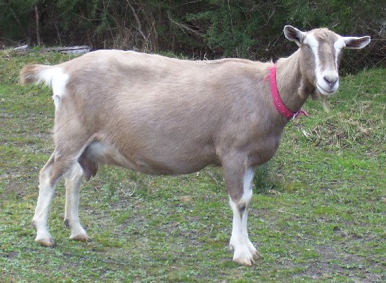 Ginger at nearly six years old