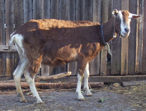 Blossom at about eleven years old
