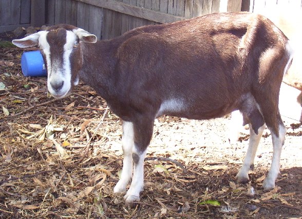 Blossom at ten years old