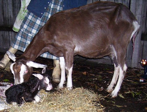 Blossom with Bramble at 10 years old