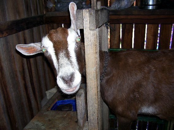 Cruzy ole' Bloss peeking around the courner