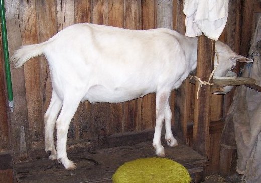 Frolic on the milking stand
