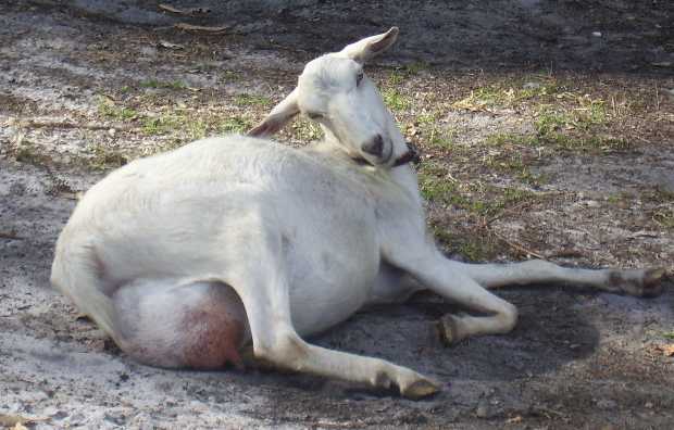 Frolic laying down before having huge twins