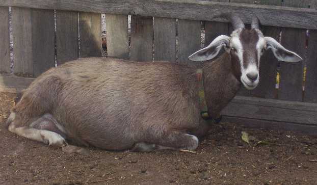 Tweedie laying down in the goat yard