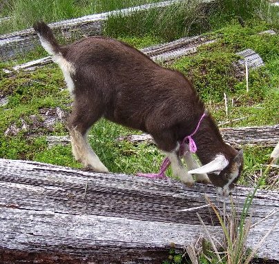 Tweedieon a log in the grass in the goat paddock as a kid