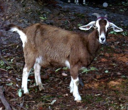 Tweedie at about 10 months old