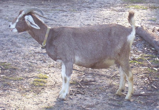 Tweedie standing below the goatyard