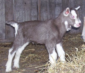 Tauphan at one day old