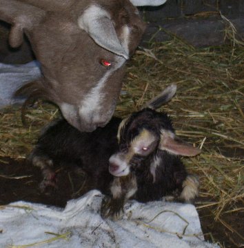 Tauphan at a few minutes old