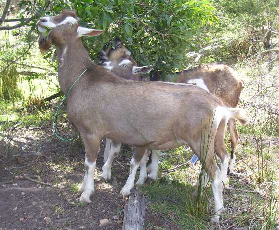 Tauphan eating in the buck paddock
