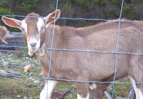 Tauphan as a four-month-old