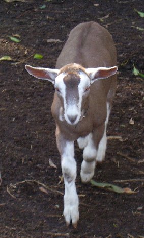 Tauphan as a two-month-old