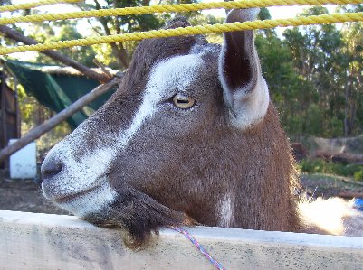 Tauphan looking over the half-finished fence near the goat yard