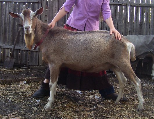 Tauphan in the sheep corral at about two years old