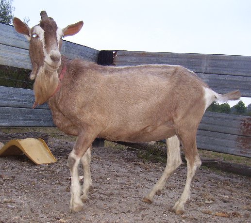Handsome Tauphan at less than two years old