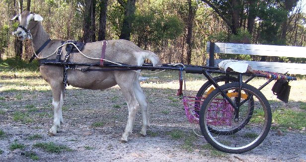 Twinks with the renovated cart