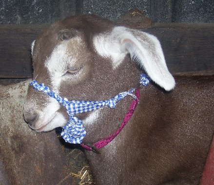 Twinks as a little baby with a halter on
