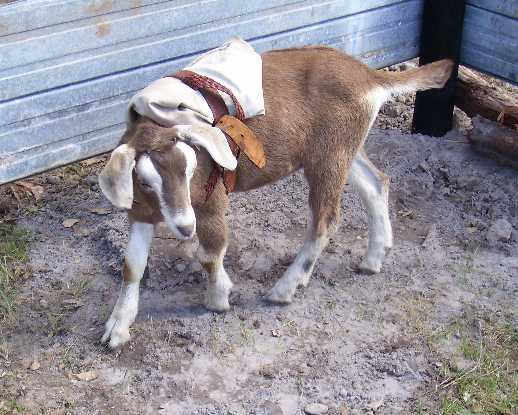 Waygara Stud goat Twinkle 09