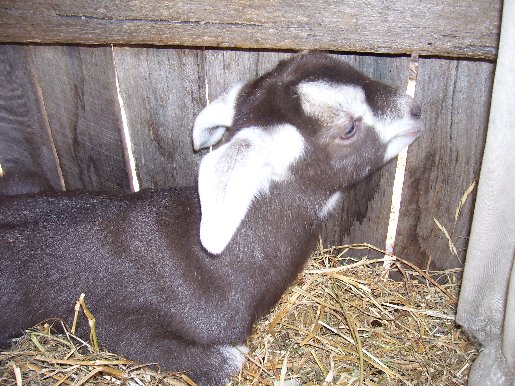 Twinks at about two days old
