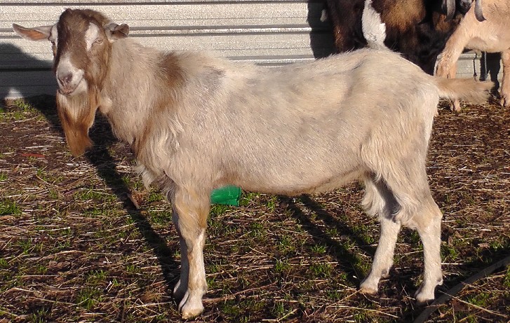Vargo at two years in clipped winter coat